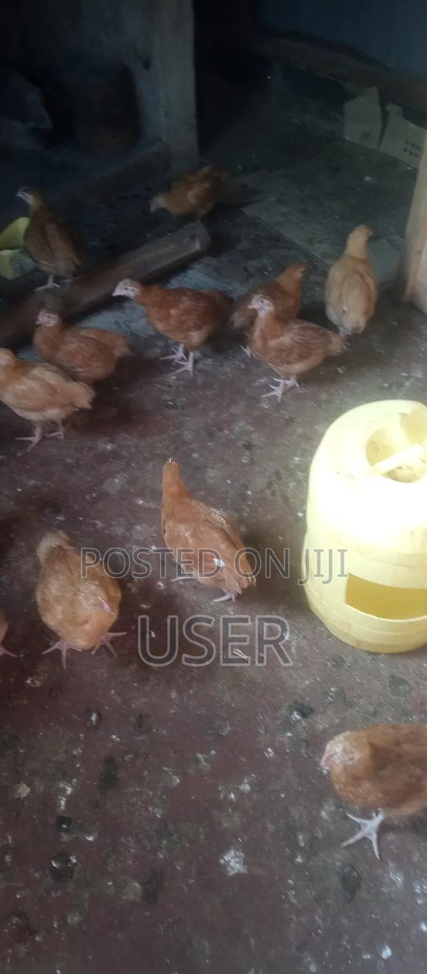 Kuku Improved - main view