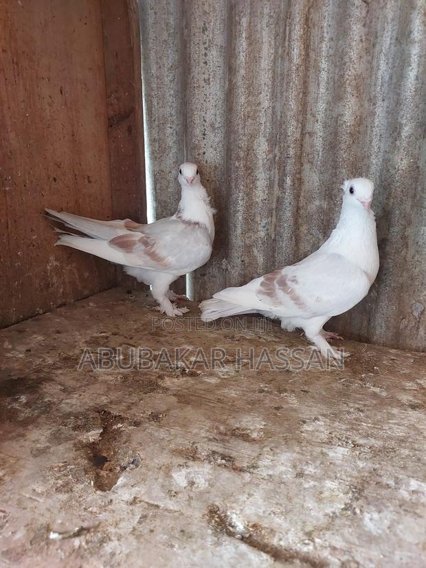 Satinette Pair