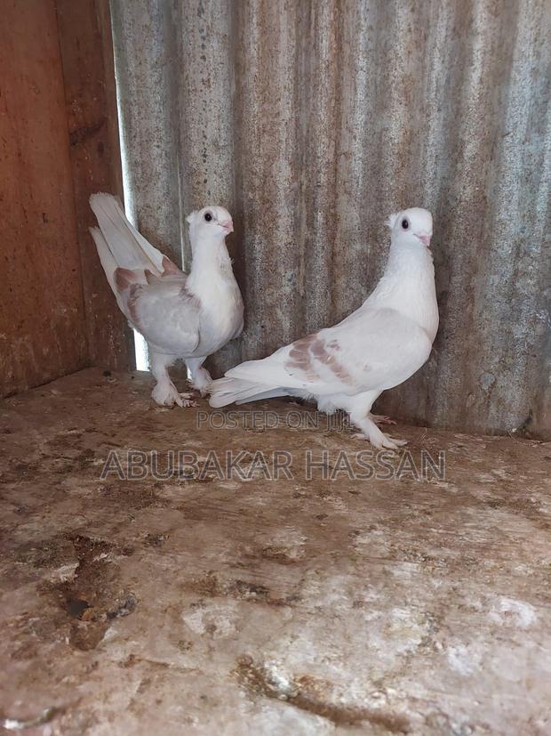 Satinette Pair - thumbnail 3