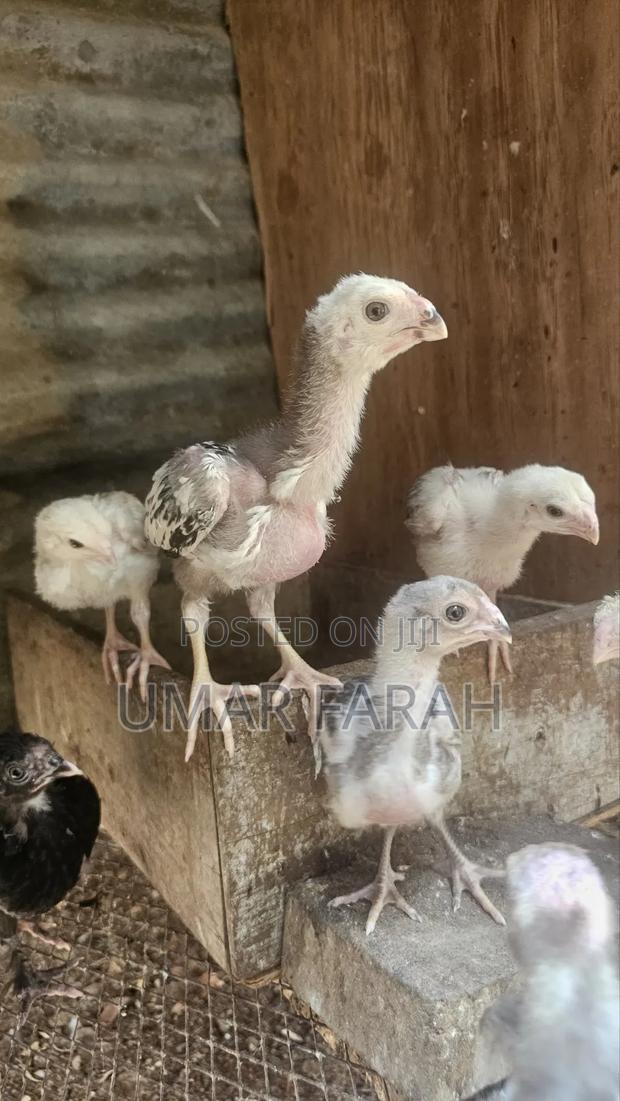 1 1⁄2 Month Kuchi Chicks (Aseel) - thumbnail 4