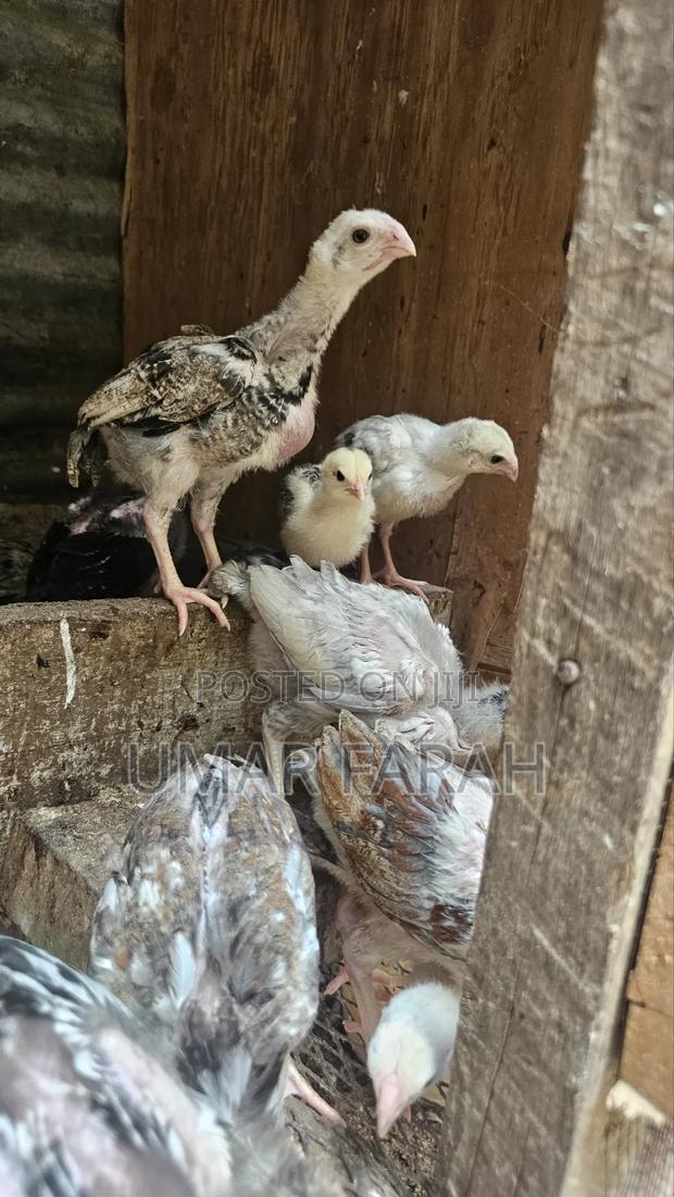 1 1⁄2 Month Kuchi Chicks (Aseel) - thumbnail 5