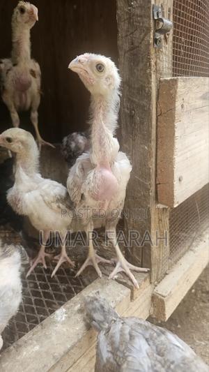1 1⁄2 Month Kuchi Chicks (Aseel) - thumbnail 3