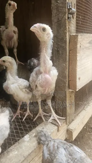 1 1⁄2 Month Kuchi Chicks (Aseel)
