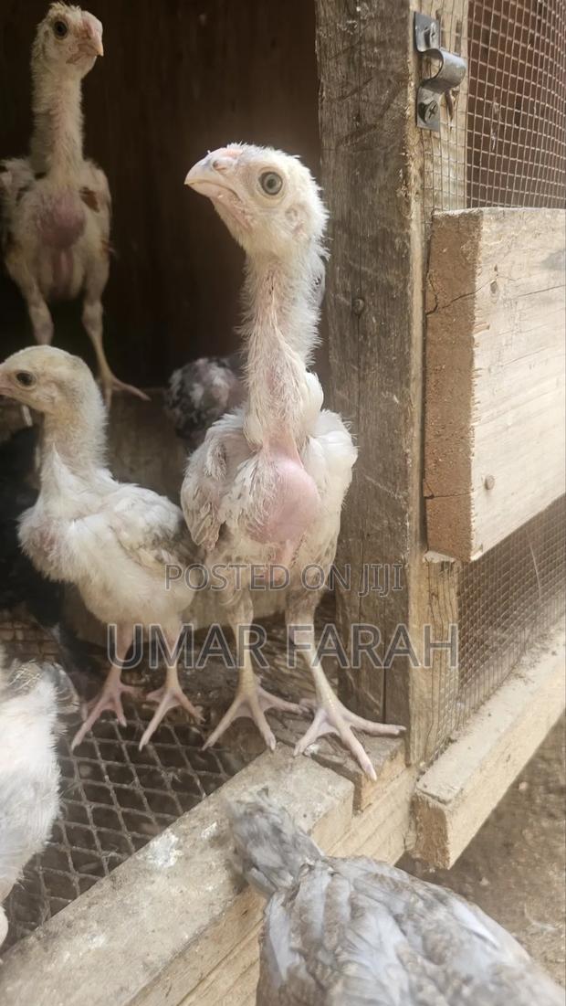 1 1⁄2 Month Kuchi Chicks (Aseel) - main view
