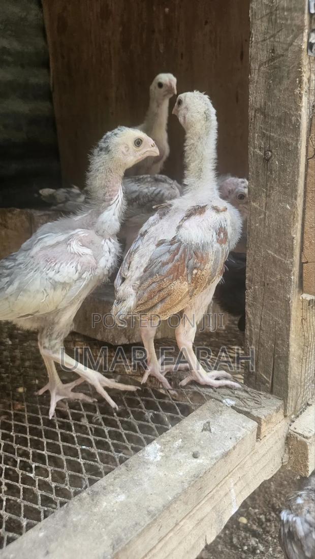 1 1⁄2 Month Kuchi Chicks (Aseel) - thumbnail 6