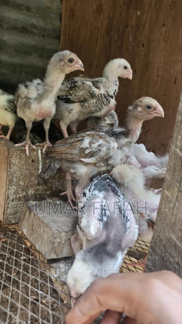 1 1⁄2 Month Kuchi Chicks (Aseel) - thumbnail 7