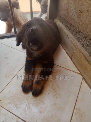 1-3 months Male Purebred German Shepherd - thumbnail 2