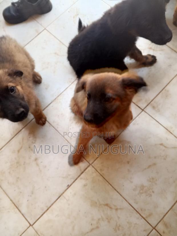 1-3 months Male Purebred German Shepherd - thumbnail 3