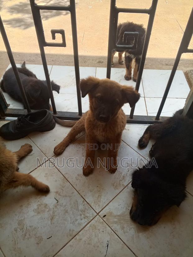 1-3 months Male Purebred German Shepherd - thumbnail 4