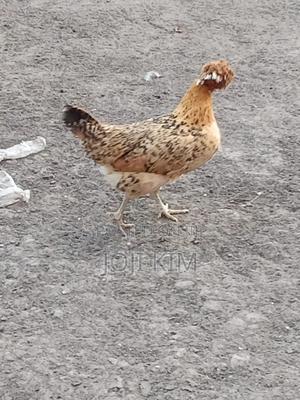 Polish Chicken - thumbnail 2