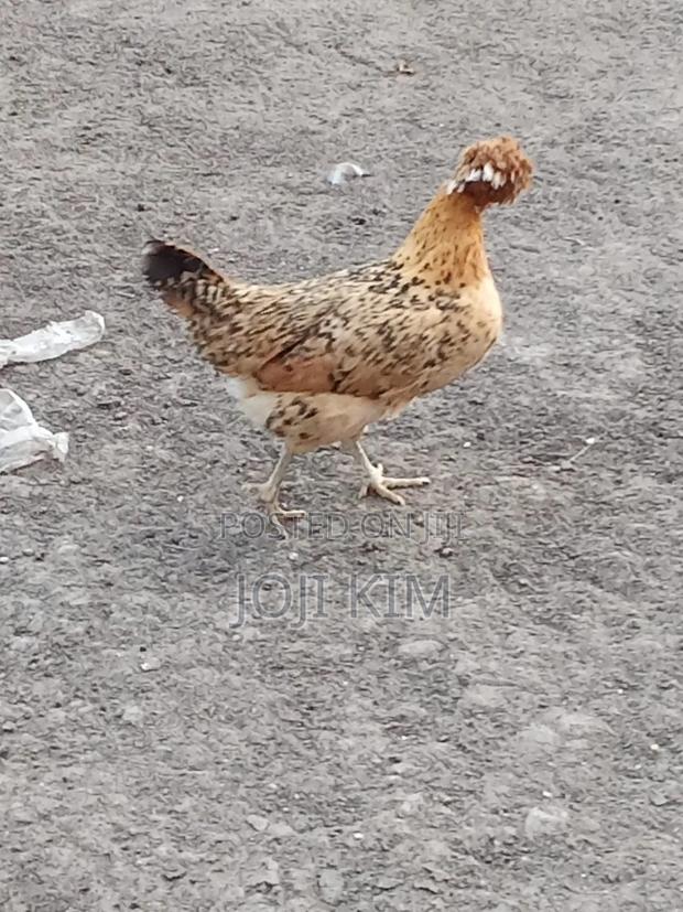 Polish Chicken - main view