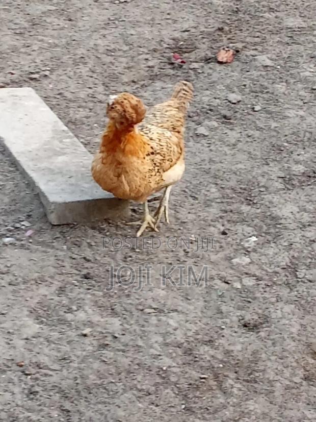 Polish Chicken - thumbnail 3