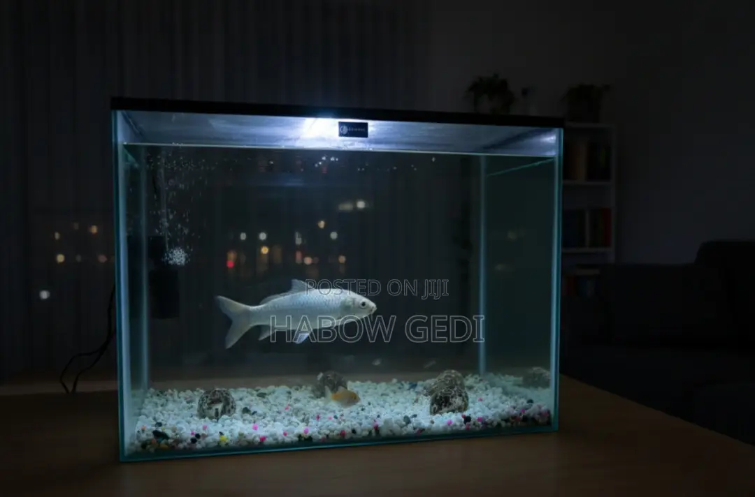 Fish Tank With Decor