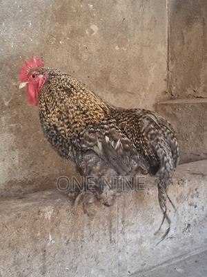 Matured Male - main view