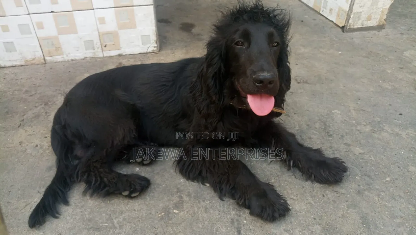 6-12 months Male Purebred Cocker Spaniel