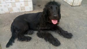 6-12 months Male Purebred Cocker Spaniel - thumbnail 2