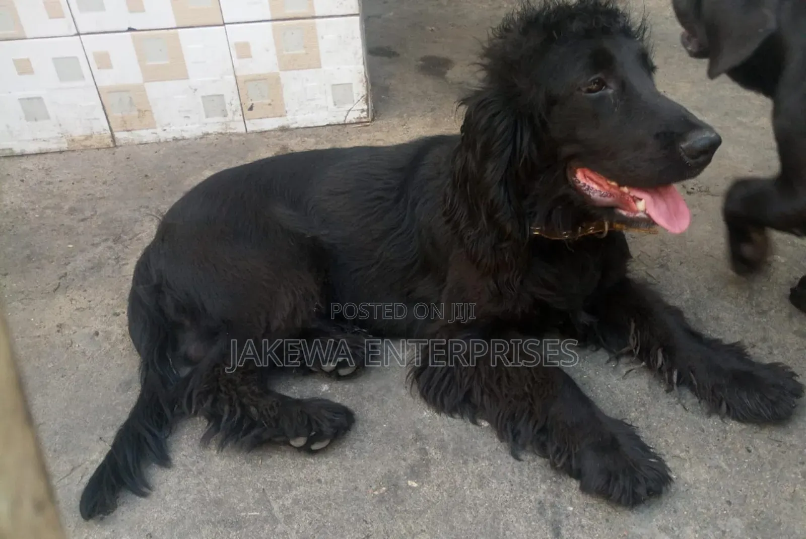 6-12 months Male Purebred Cocker Spaniel