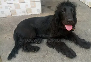 6-12 months Male Purebred Cocker Spaniel