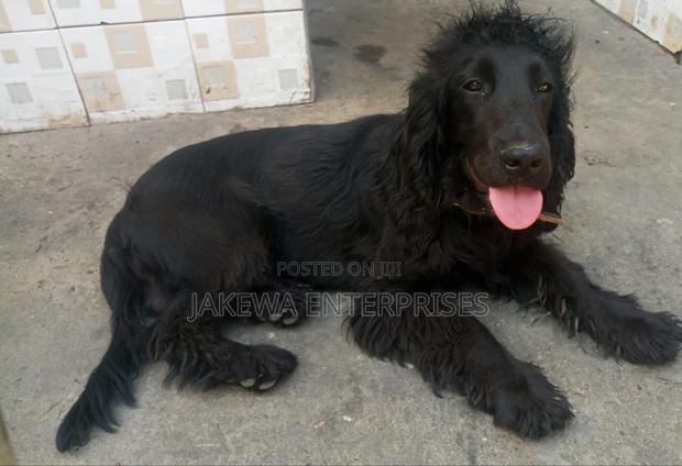 6-12 months Male Purebred Cocker Spaniel - main view