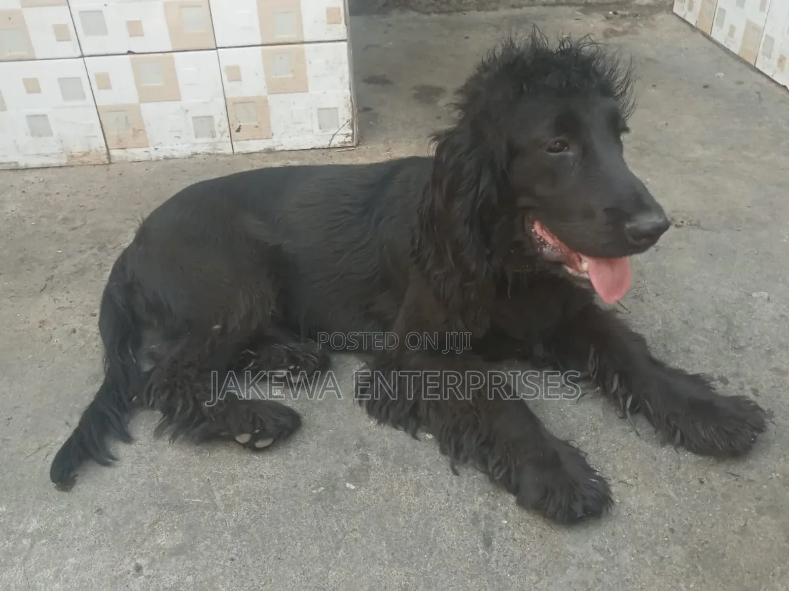 6-12 months Male Purebred Cocker Spaniel