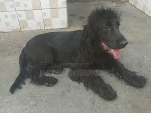 6-12 months Male Purebred Cocker Spaniel