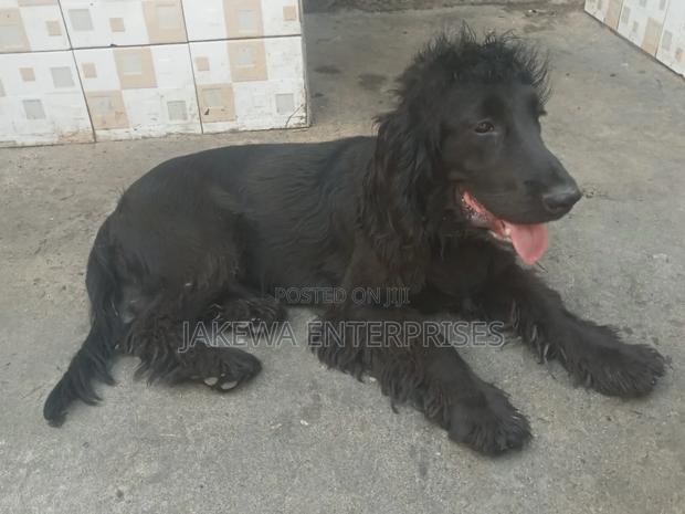 6-12 months Male Purebred Cocker Spaniel - thumbnail 2