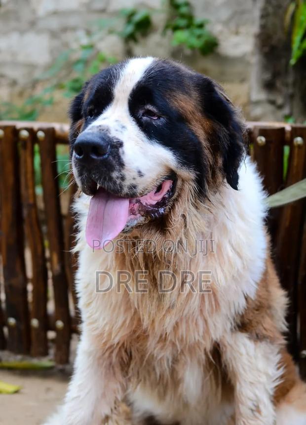 1+ year Female Purebred Saint Bernard - main view