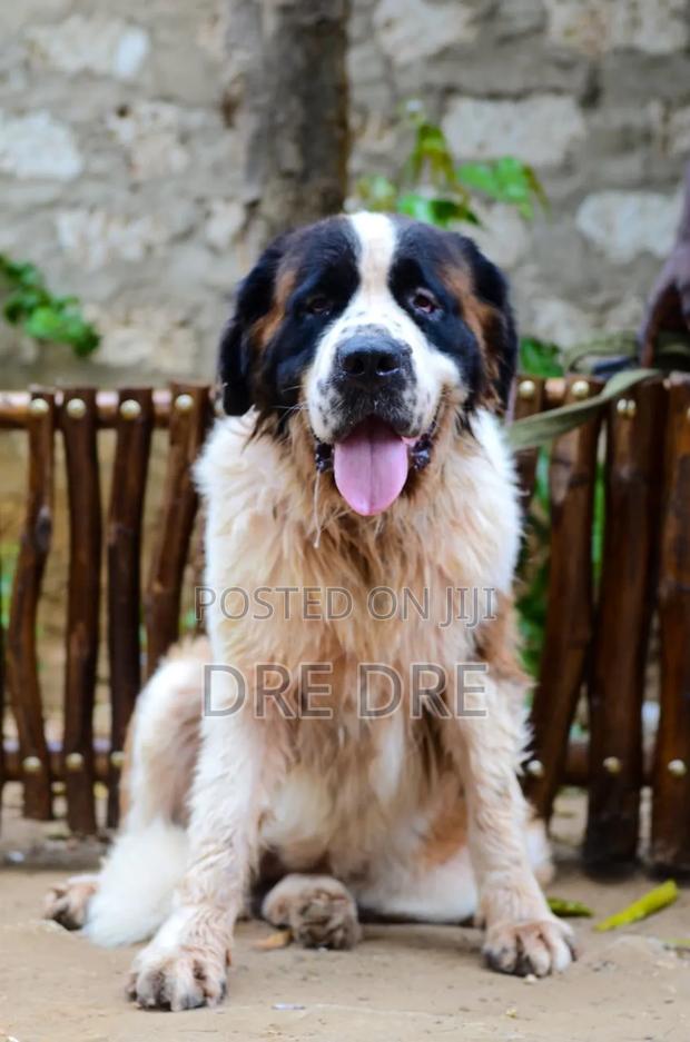 1+ year Female Purebred Saint Bernard - thumbnail 3