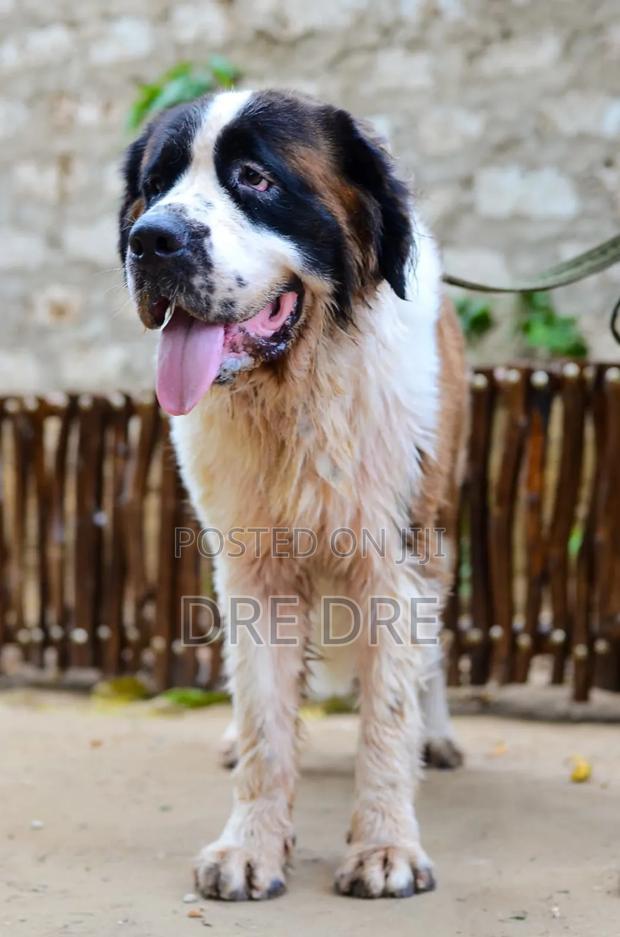 1+ year Female Purebred Saint Bernard - thumbnail 4