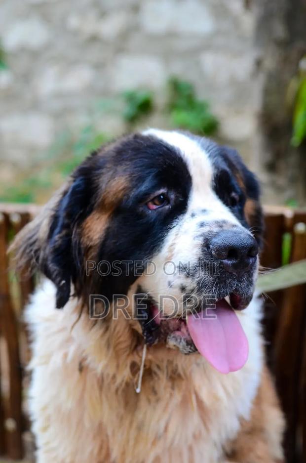 1+ year Female Purebred Saint Bernard - thumbnail 5