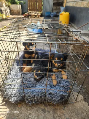 1-3 months Male Purebred Rottweiler
