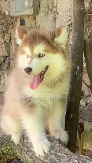 1-3 months Male Purebred Siberian Husky