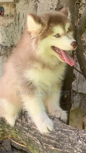 1-3 months Male Purebred Siberian Husky