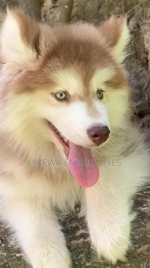 1-3 months Female Purebred Siberian Husky