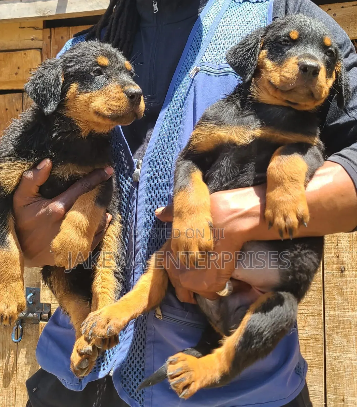 1-3 months Male Purebred Rottweiler