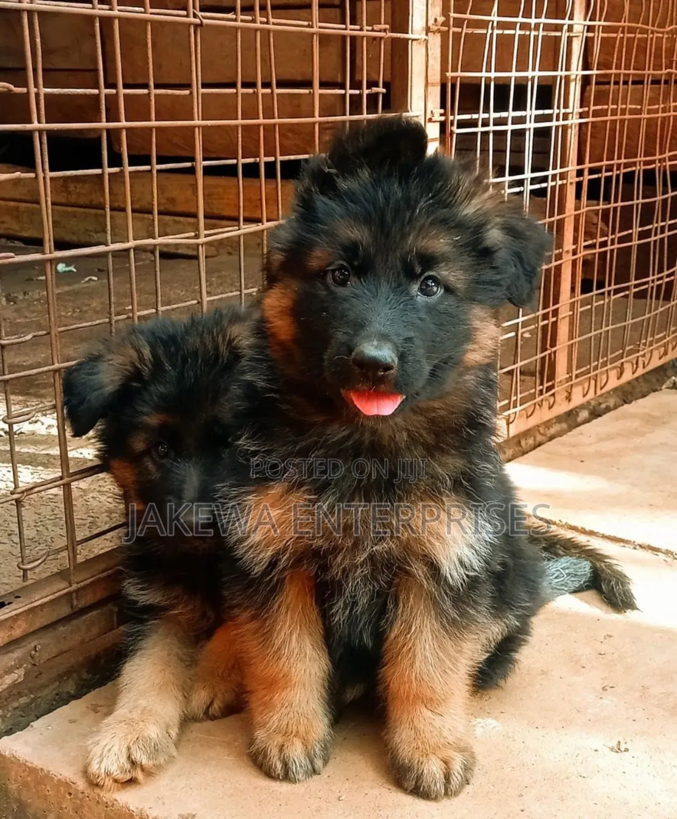 1-3 months Male Purebred German Shepherd