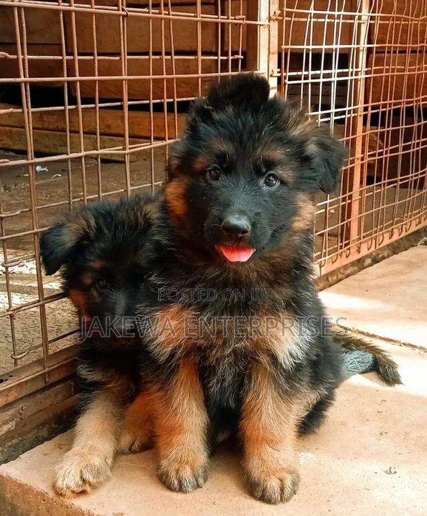 1-3 months Male Purebred German Shepherd - main view
