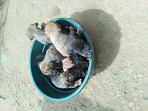 1-3 months Male Purebred Boerboel - thumbnail 2