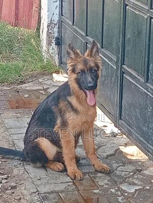 1-3 months Male Purebred German Shepherd - thumbnail 3