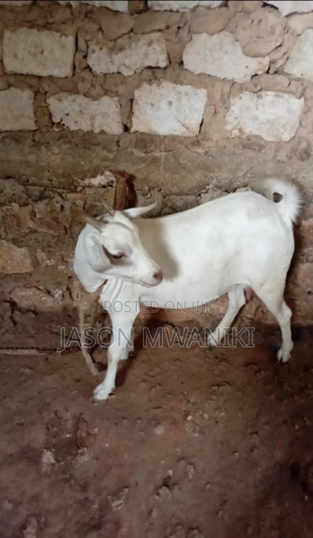 Female Goat for Sale