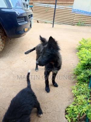 3-6 months Female Mixed Breed Akita - thumbnail 2