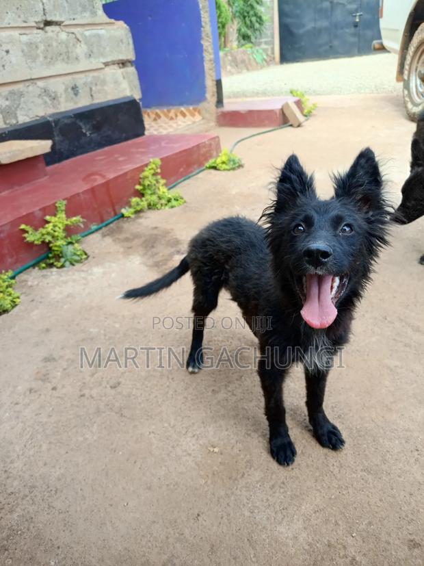 3-6 months Female Mixed Breed Akita - thumbnail 3