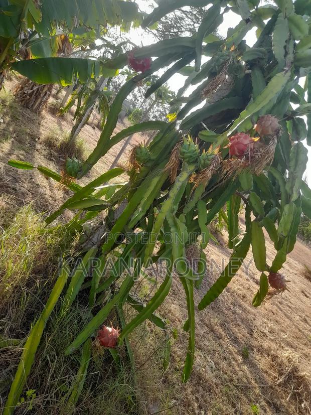 Dragon Fruits - thumbnail 3