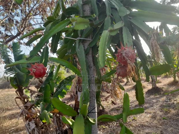 Dragon Fruits - main view