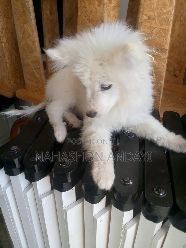3-6 months Male Purebred Japanese Spitz