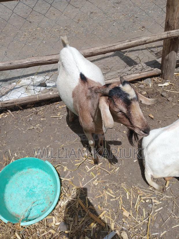 Mature Goat - main view