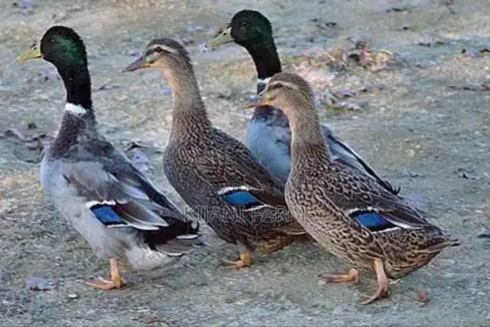 Rouen Duck