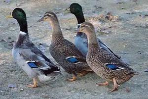 Rouen Duck - thumbnail 2