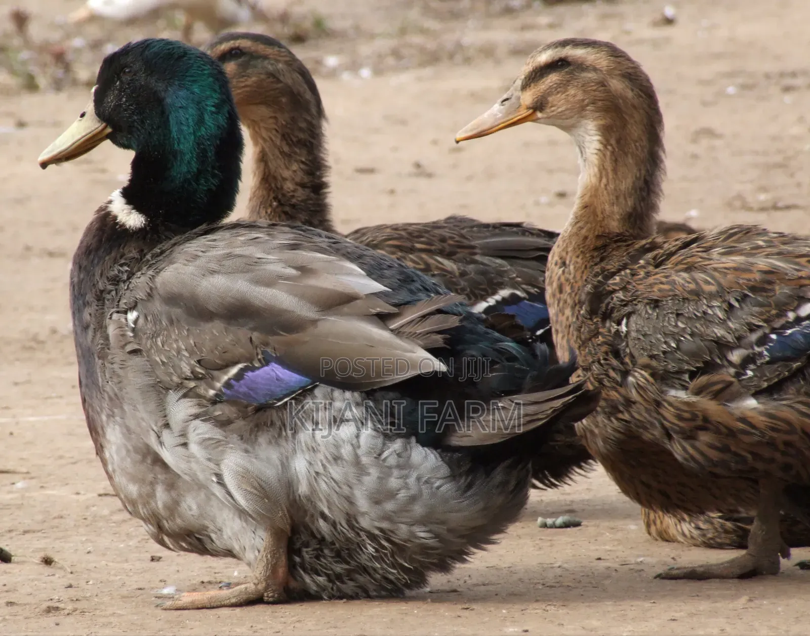 Rouen Duck