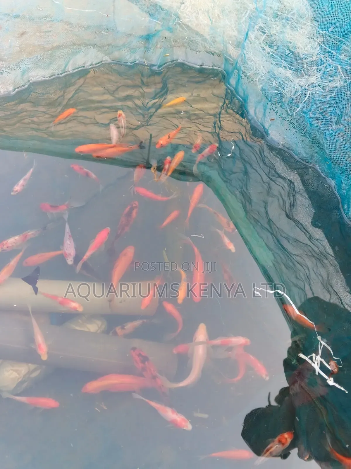 Goldfish From Farm